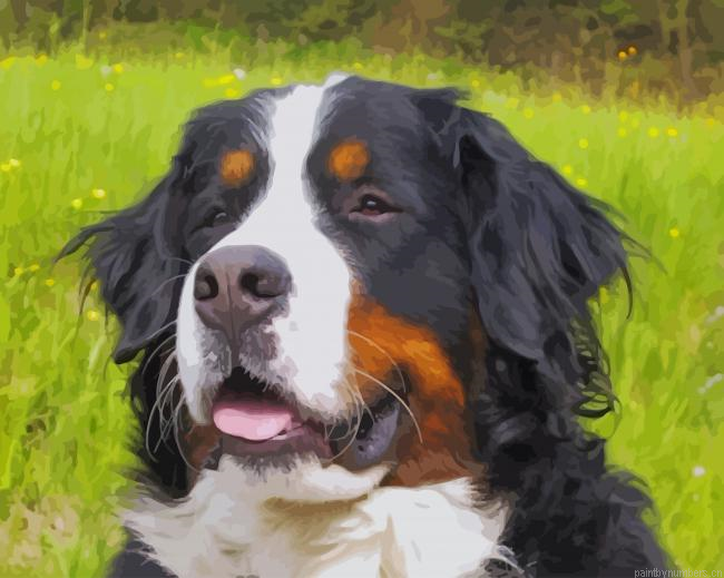 Cute Bernese Mountain Dog Painting By Numbers.png