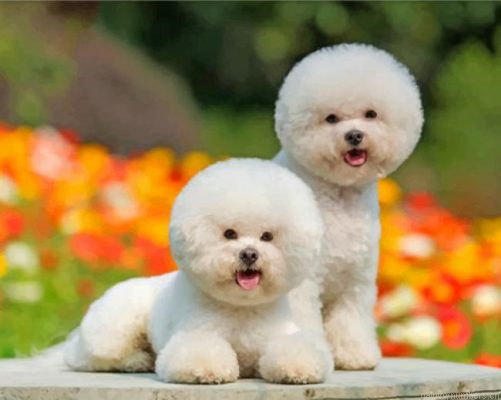 Cute Bichon Puppies Painting By Numbers.png
