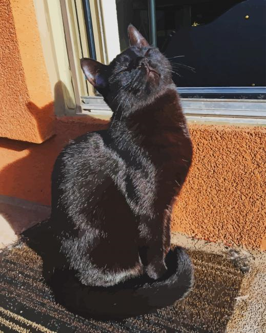 Cute Black Cat Animals Painting By Numberss.png