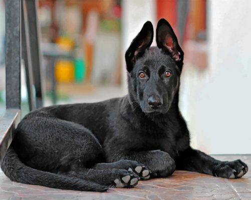 Cute Black German Shepherd Painting By Numbers.png