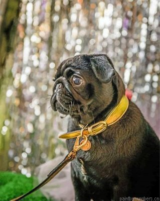Cute Black Pug Painting By Numbers.png