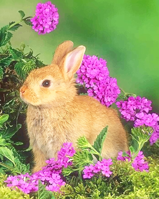 Cute Blonde Bunny Animals Painting By Numbers.png