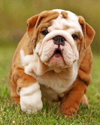 Cute British Bulldog Painting By Numbers.png