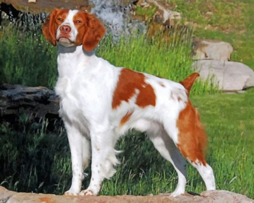 Cute Brittany Spaniel Painting By Numbers.png
