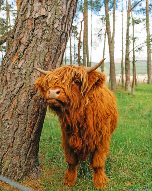 Cute Brown Highland Cow Painting By Numberss.png