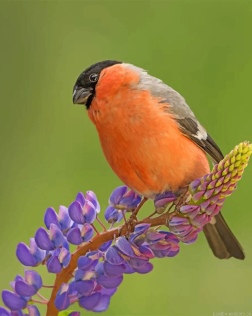 Cute Bullfinch Painting By Numberss.png