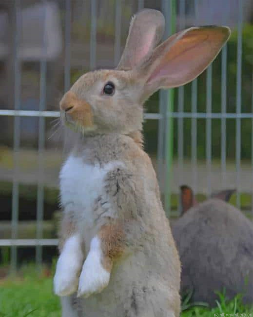Cute Bunny Animals Painting By Numberss.png