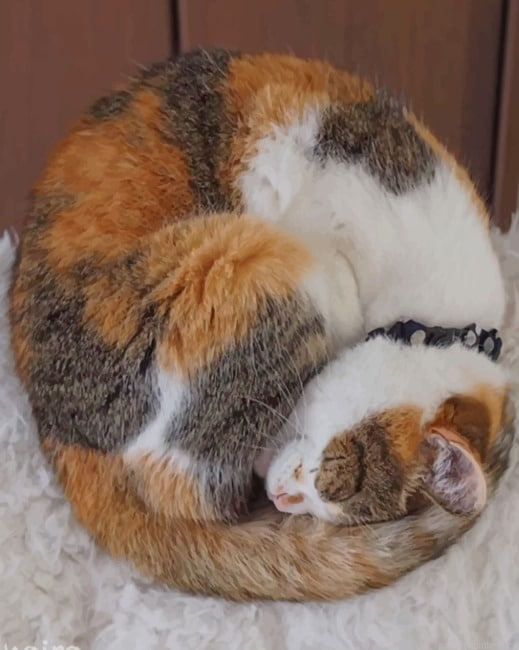 Cute Calico Cat Animals Painting By Numberss.png