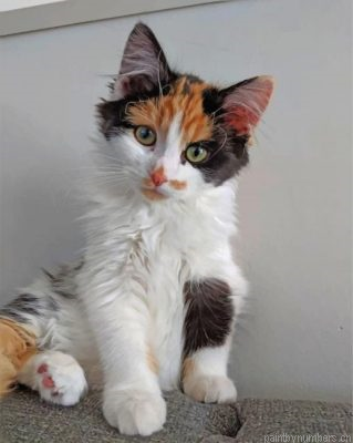 Cute Calico Cat Painting By Numbers.png