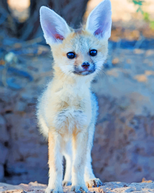 Cute Cape Fox Animals Painting By Numberss.png