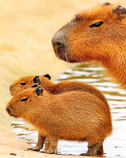 Cute Capybara Painting By Numberss.png