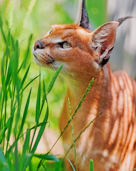 Cute Caracal Cat Animals Painting By Numberss.png