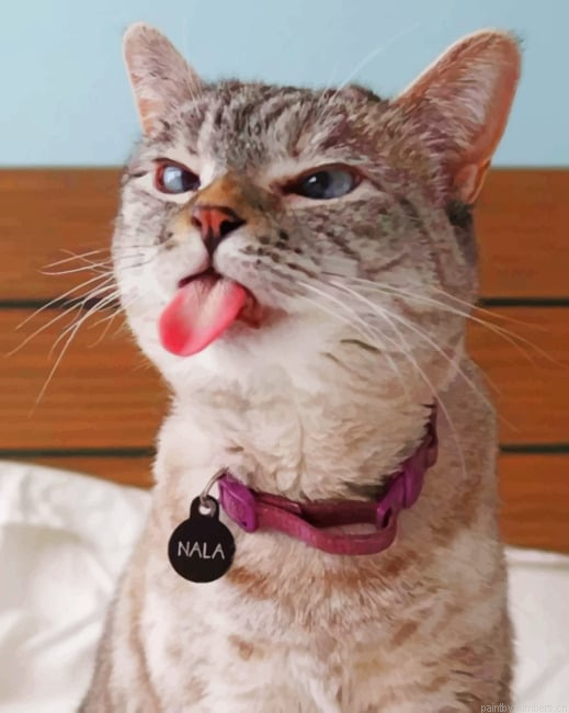 Cute Cat Animals Painting By Numberss.png