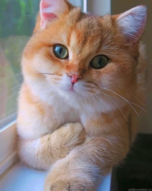 Cute Cat With Green Eyes Animals Painting By Numberss.png