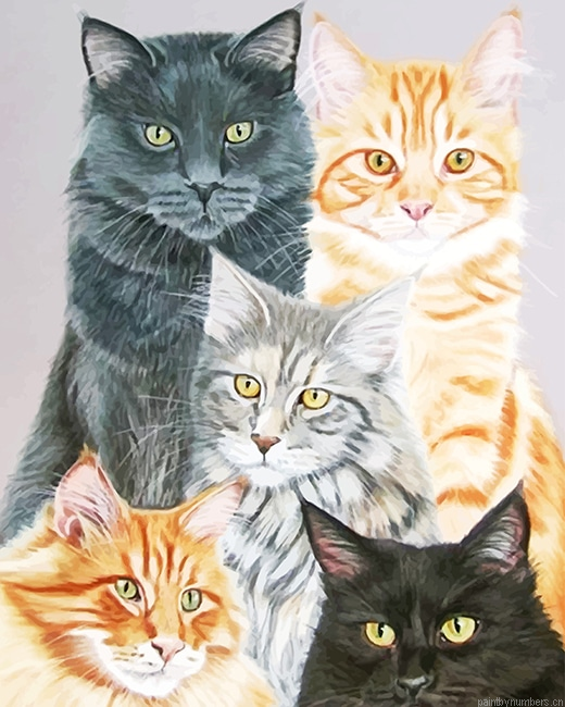 Cute Cats Animals Painting By Numbers.png