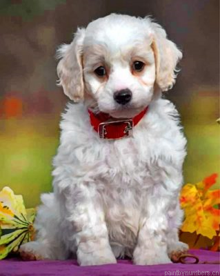 Cute Cavachon Painting By Numbers.png