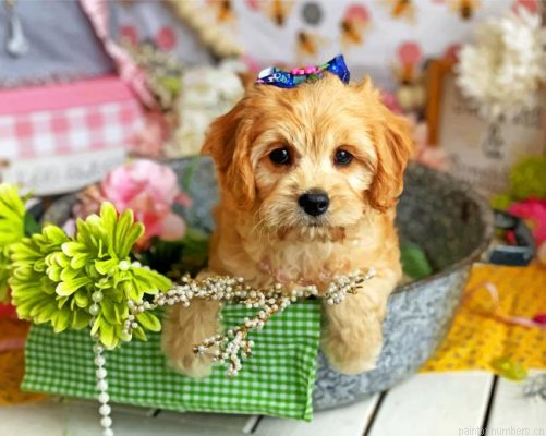 Cute Cavachon Puppy Painting By Numbers.png