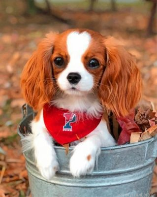 Cute Cavalier Painting By Numbers.png