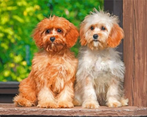 Cute Cavapoo Dogs Painting By Numbers.png