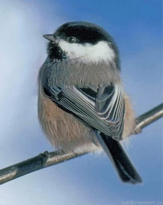 Cute Chickadee Painting By Numbers.png