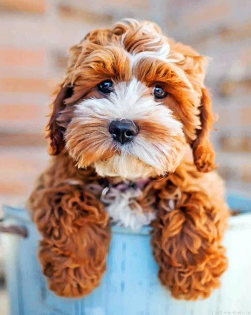 Cute Cockapoo Painting By Numberss.png