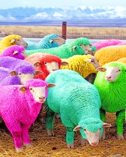 Cute Colorful Sheep Animals Painting By Numbers.png