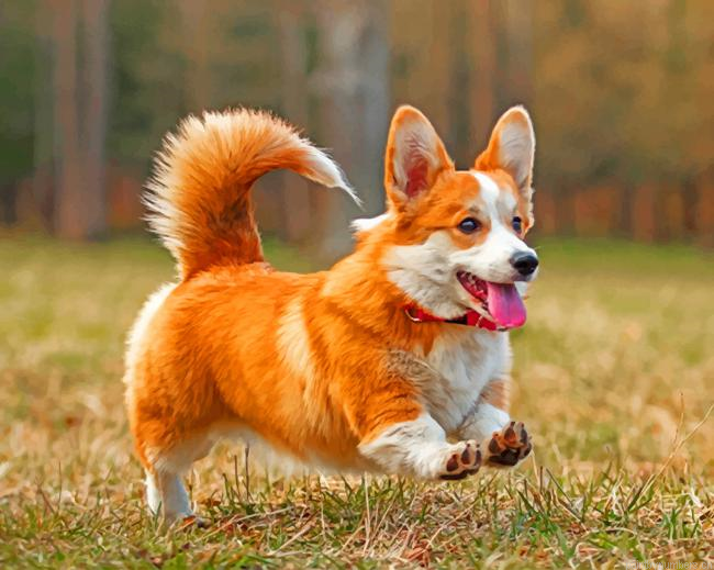 Cute Corgi Painting By Numberss.png