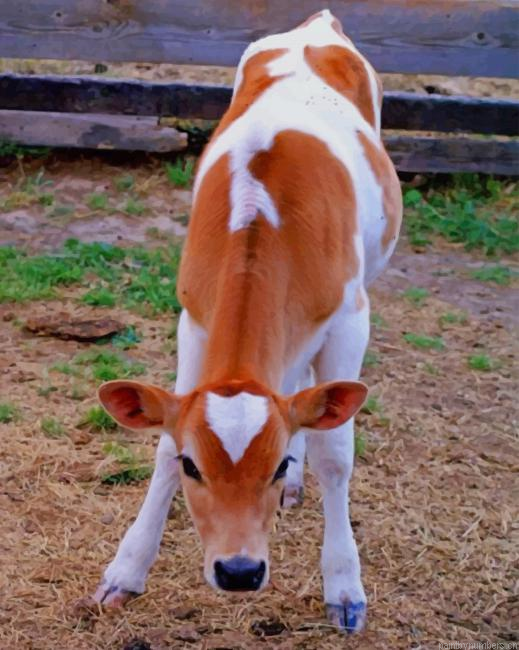 Cute Cow Animals Painting By Numberss.png