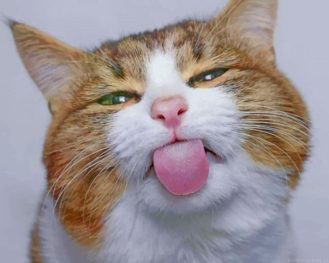 Cute Crazy Cat Animals Painting By Numberss.png