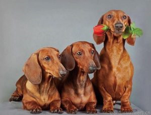 Cute Dachshund Dogs Painting By Numberss.png