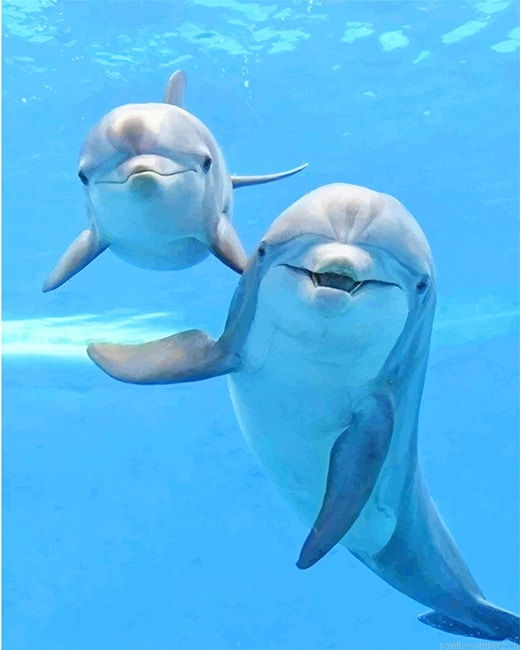 Cute Dolphins Animals Painting By Numbers.png