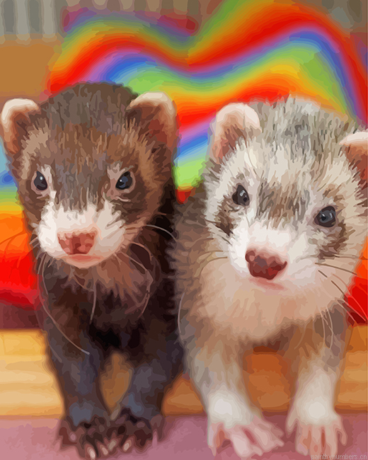 Cute Ferrets Painting By Numbers.png