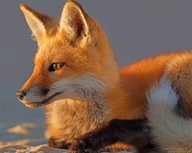 Cute Fox Animals Painting By Numberss.png