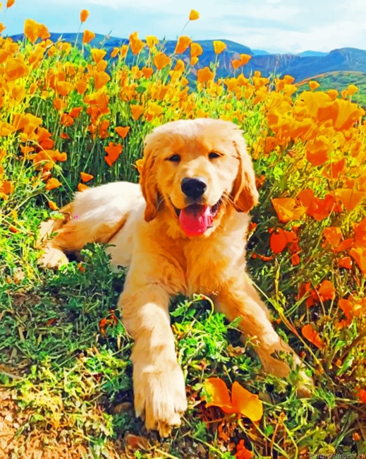 Cute Golden Retriever Painting By Numbers.png