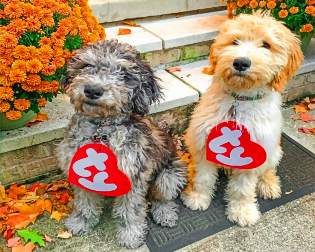 Cute Goldendoodle Painting By Numbers.png