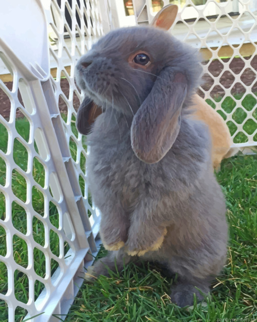 Cute Grey Bunny Animals Painting By Numberss.png
