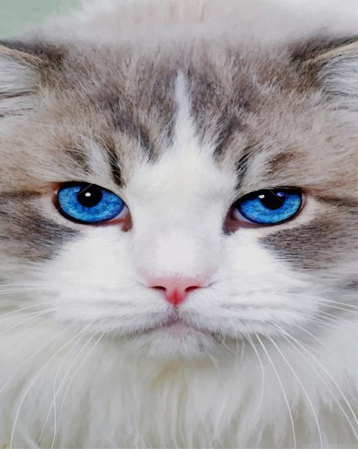 Cute Grey Cat Animals Painting By Numberss.png