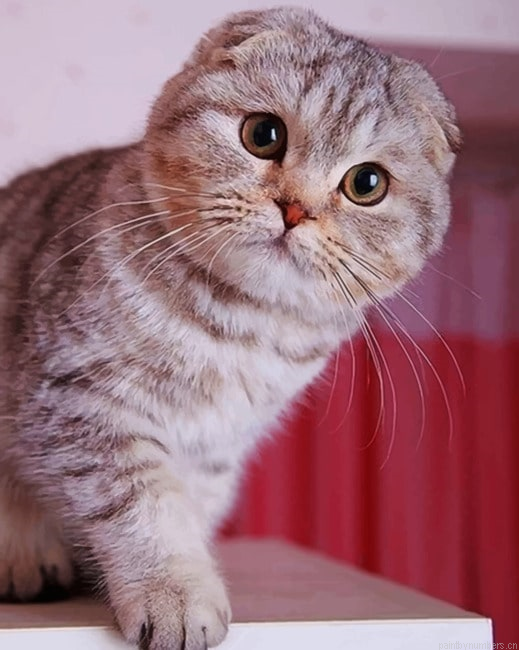 Cute Grey Kitten Animals Painting By Numberss.png