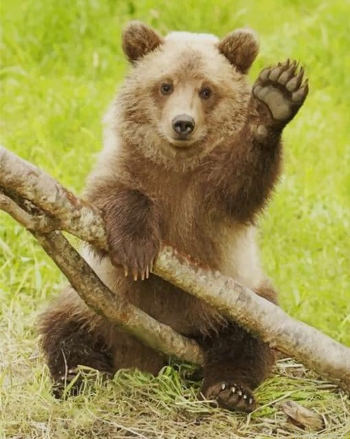 Cute Grizzly Bear Animals Painting By Numberss.png