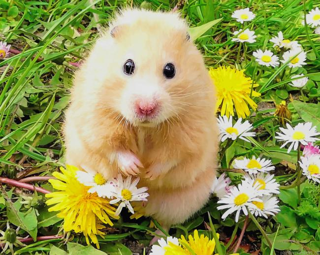 Cute Hamster Animals Painting By Numbers.png