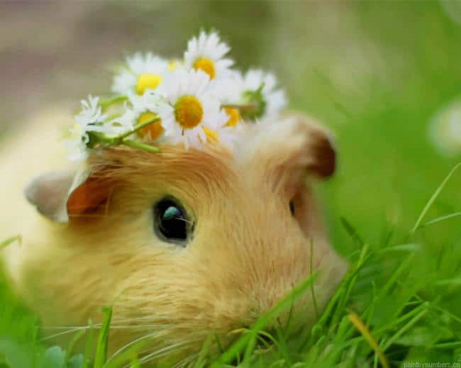 Cute Hamster With Flower Crown Animals Painting By Numbers.png