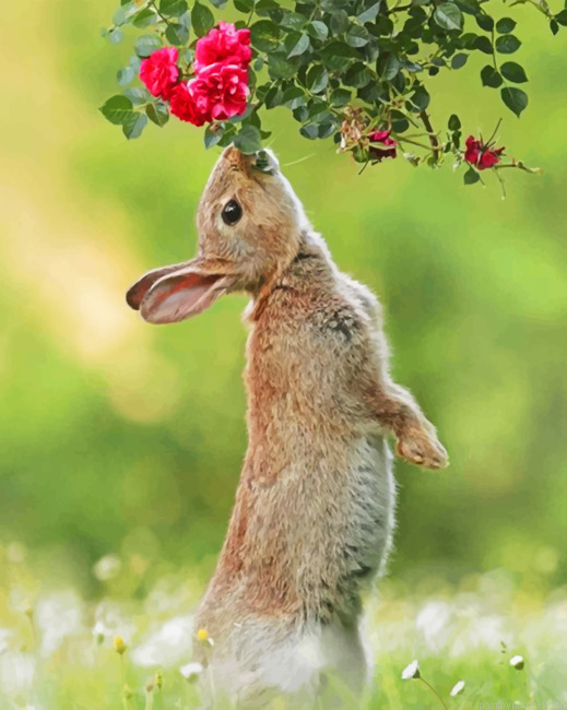 Cute Hare Painting By Numberss.png
