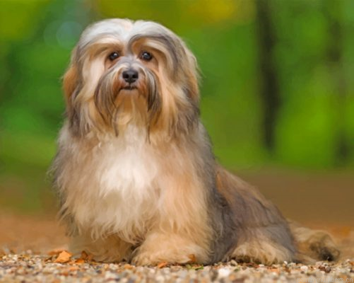 Cute Havanese Dog Painting By Numbers.png