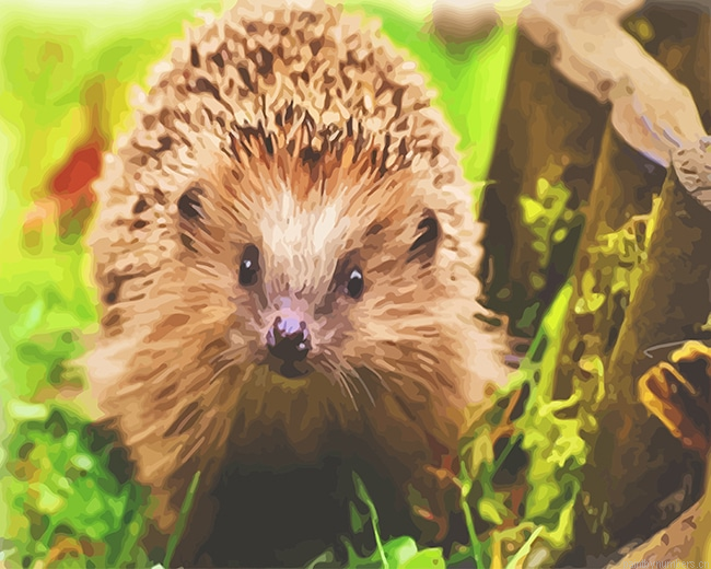 Cute Hedgehog Animals Painting By Numberss.png