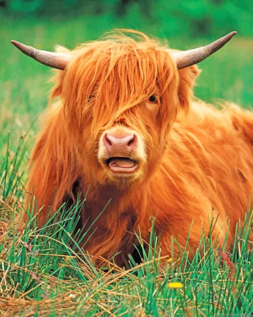 Cute Highland Cow Animals Painting By Numberss.png