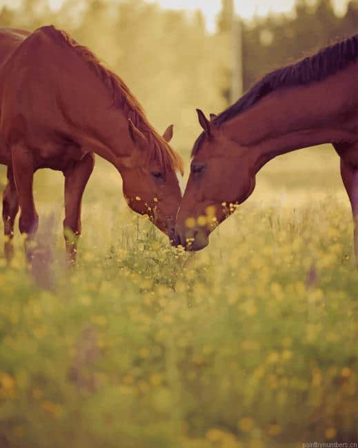Cute Horse Couple Animals Painting By Numberss.png