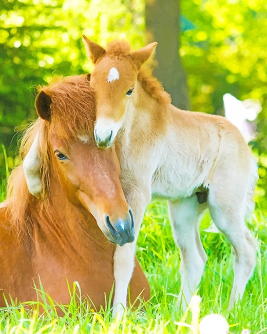 Cute Horses Animals Painting By Numberss.png
