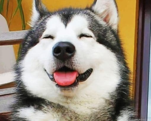 Cute Husky Animals Painting By Numbers.png