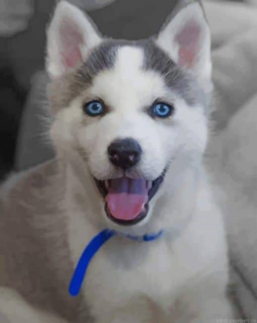 Cute Husky With Blue Eyes Animals Painting By Numbers.png