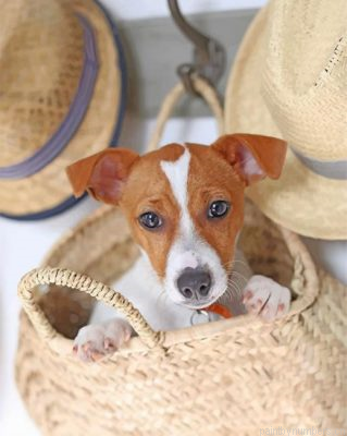 Cute Jack Russell Painting By Numbers.png